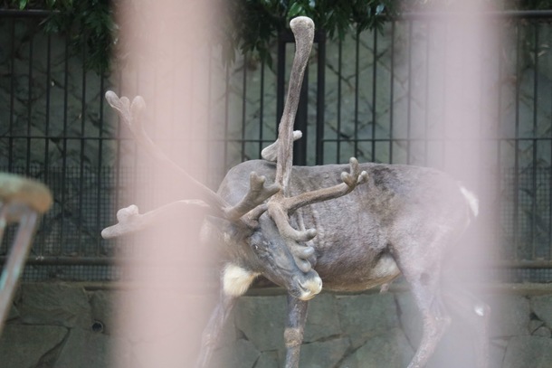 動物の奇形 動物たちを解放したい 日本一周 動物園水族館調査 南日本編 Animal Liberator Net 18 10 02 投稿 クラウドファンディング Readyfor レディーフォー