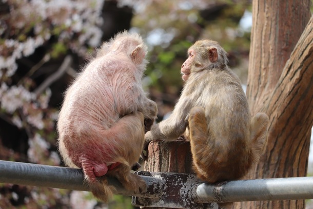 猿山 は日本しかない ハダカの猿 猿の 近親相姦 動物たちを解放したい 日本一周 動物園水族館調査 南日本編 Animal Liberator Net 18 10 09 投稿 クラウドファンディング Readyfor レディーフォー