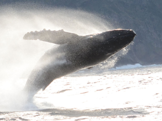 突如 八丈島に現れたザトウクジラ 変化する生態系の謎に迫る 東京海洋大学 鯨類学研究室 代表 中村 玄 18 11 01 公開 クラウドファンディング Readyfor