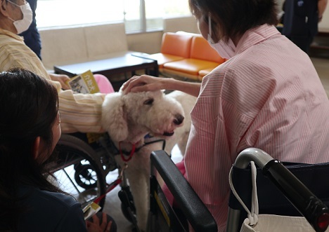 モリス モンティと動物介在活動を行いました いつでも一緒 病気の子供に寄り添う勤務犬ミカのぬいぐるみを 社会福祉法人 日本介助犬協会 18 11 22 投稿 クラウドファンディング Readyfor レディーフォー