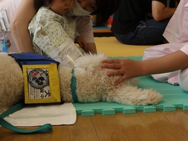 モリス モンティと動物介在活動を行いました いつでも一緒 病気の子供に寄り添う勤務犬ミカのぬいぐるみを 社会福祉法人 日本介助犬協会 18 11 22 投稿 クラウドファンディング Readyfor レディーフォー