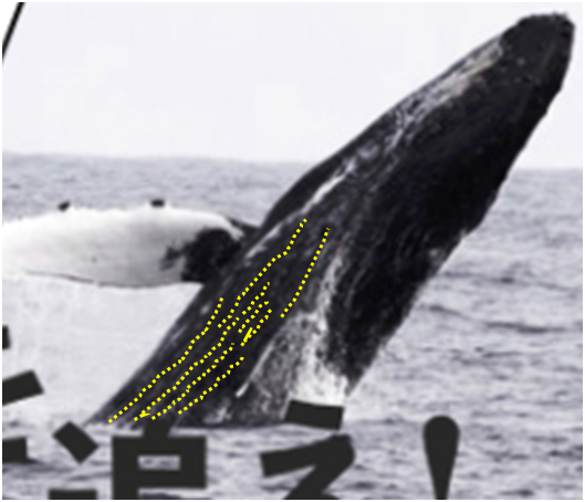くじら小話 鯨類の分類について 突如 八丈島に現れたザトウクジラ 変化する生態系の謎に迫る 東京海洋大学 鯨類学研究室 代表 中村 玄 18 11 22 投稿 クラウドファンディング Readyfor