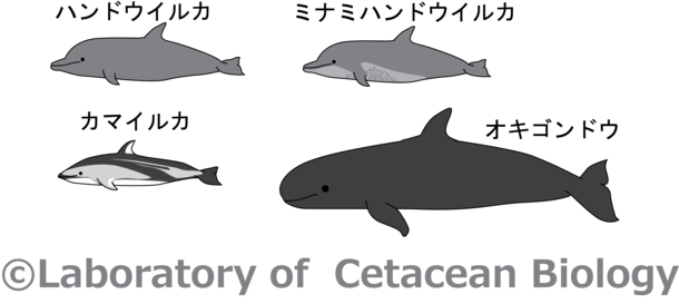 鯨類学研究室の生態 好きな鯨類について 突如 八丈島に現れたザトウクジラ 変化する生態系の謎に迫る 東京海洋大学 鯨類学研究室 代表 中村 玄 18 11 29 投稿 クラウドファンディング Readyfor レディーフォー