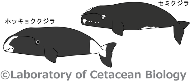 鯨類学研究室の生態 好きな鯨類について 突如 八丈島に現れたザトウクジラ 変化する生態系の謎に迫る 東京海洋大学 鯨類学研究室 代表 中村 玄 18 12 05 投稿 クラウドファンディング Readyfor レディーフォー