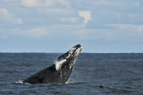 調査員は見た ザトウクジラの不思議な行動 年末のご挨拶 突如 八丈島に現れたザトウクジラ 変化する生態系の謎に迫る 東京海洋大学 鯨類学研究室 代表 中村 玄 18 12 28 投稿 クラウドファンディング Readyfor レディーフォー