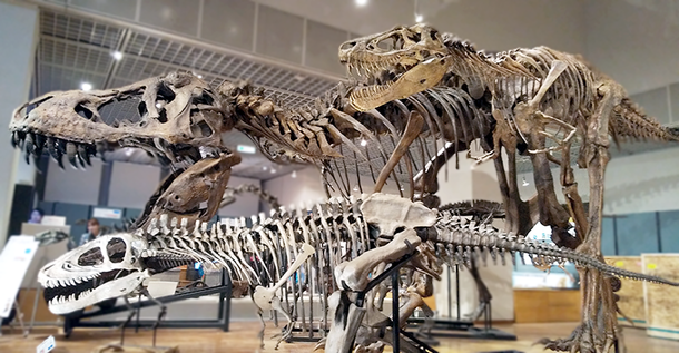 ティラノザウルス骨格３体