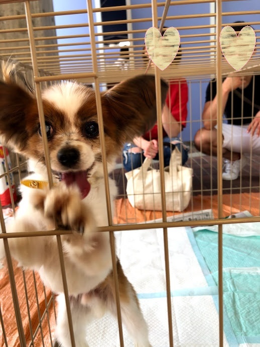 もふっこまつり