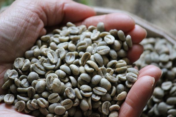 大幅にプライスダウン ⑧ハッピーサンデー コーヒー生豆1200グラム ケニヤ
