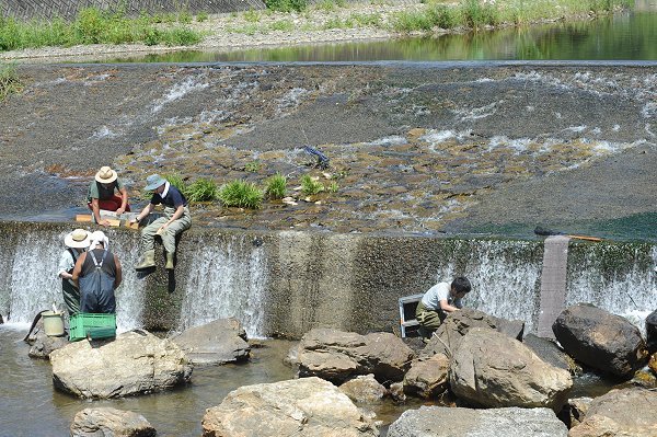 都田川の支流井伊谷川にウナギの遡上助ける芝マットの取り付け 浜名湖発 ニホンウナギ資源回復プロジェクト 19 浜名湖発 親うなぎ放流連絡会 加茂仙一郎 19 08 14 投稿 クラウドファンディング Readyfor