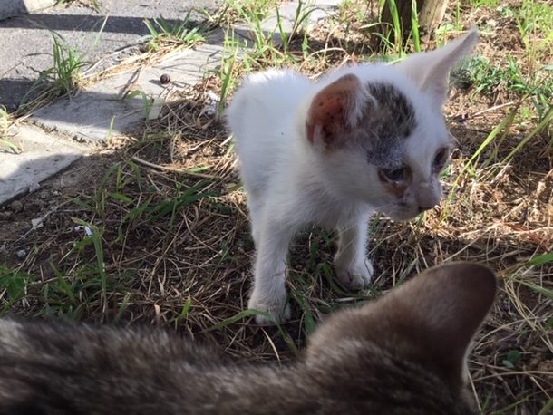 公園に捨てられて 衰弱していた子猫ちゃん 第５弾石垣島の捨てられた猫たちに治療を受けさせたい 栗原 真弓 19 08 19 投稿 クラウドファンディング Readyfor レディーフォー