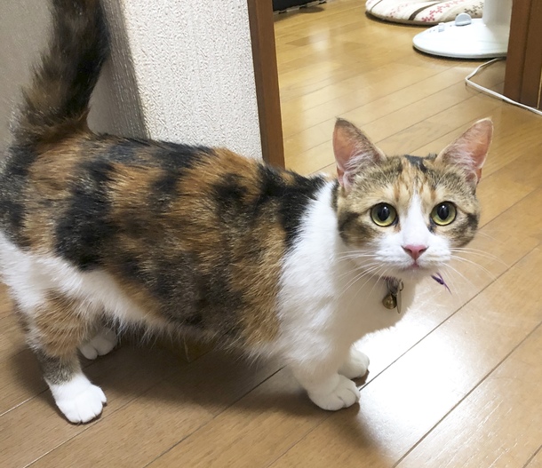 看板猫のご紹介 その３ 岐阜県に幸せな猫を増やす。人と猫をつなぐ 