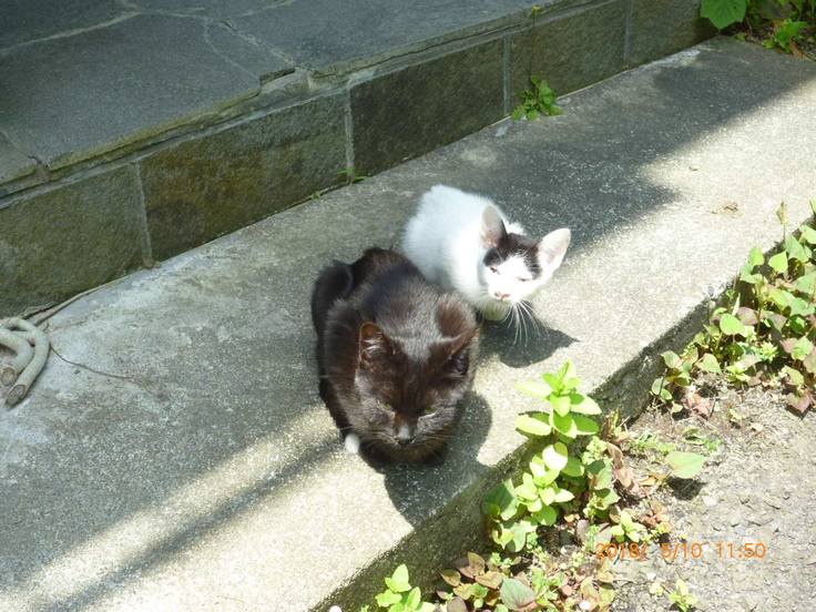 かわいそうだけでは助けられない 野良猫さんのこと 不幸な命を産まさない 不妊手術で救いたい猫の命 城下町にゃんこの会 奥 康子 19 11 06 投稿 クラウドファンディング Readyfor