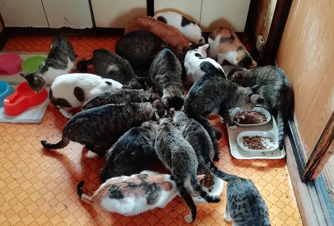 ご飯を食べる猫たち
