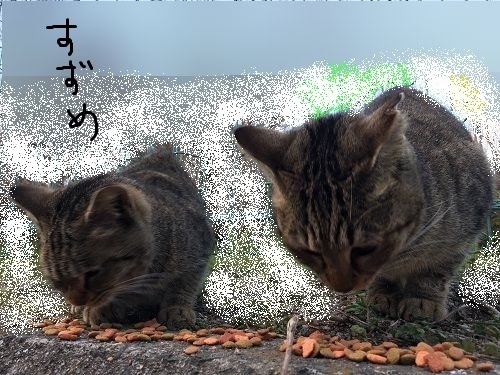 2020 2月18日 手術後のひばりを確認した日の猫パトです。 野良猫45匹の 