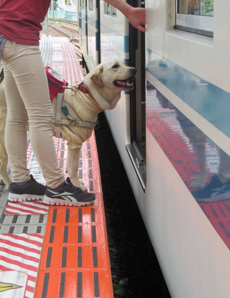 ゴールまで残り10日 盲導犬ユーザーに笑顔を ワンボックス車両の入れ替えがしたい 公益財団法人 東日本盲導犬協会 03 06 投稿 クラウドファンディング Readyfor