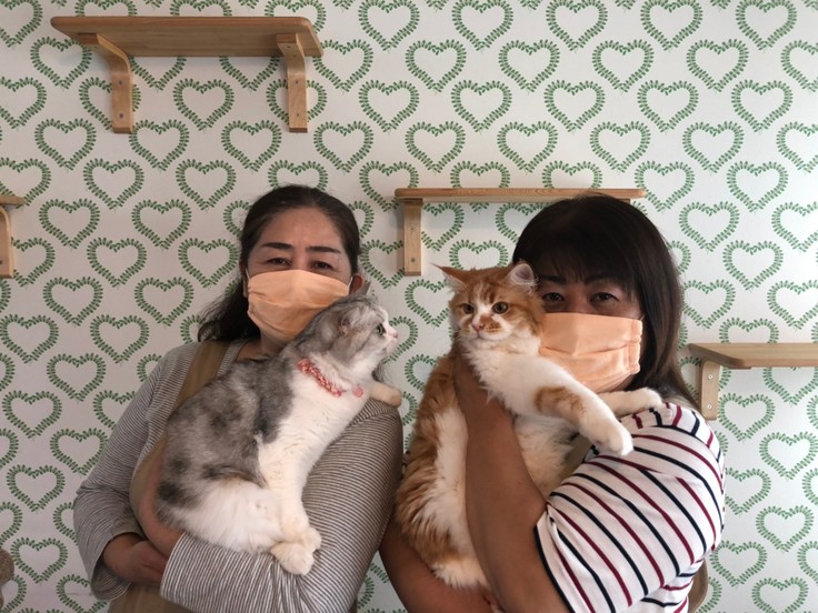 新型コロナで猫ちゃん達があぶない 熊本の猫カフェにご支援を 加藤 寿美代 05 18 公開 クラウドファンディング Readyfor