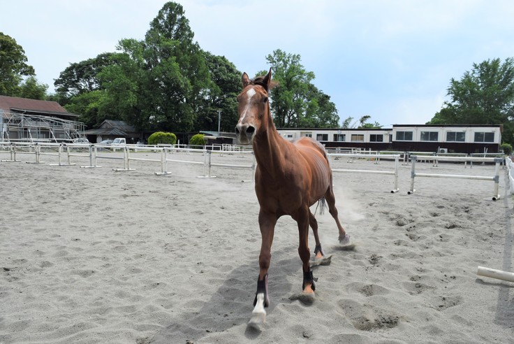 学校見学も大歓迎 新入生の馬具合わせが行われました セリで買い手がいない馬を1頭でも多く救い 競走馬デビューへ 野口 佳槻 株式会社 馬事学院 代表取締役 05 30 投稿 クラウドファンディング Readyfor レディーフォー