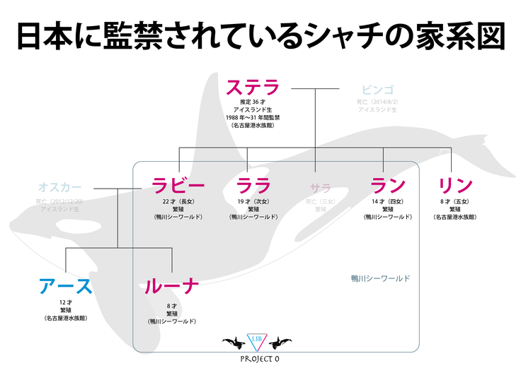 シャチの解放 イルカを解放しよう イルカ漁の調査 取材と 本の執筆 Animal Liberator Net 06 23 投稿 クラウドファンディング Readyfor レディーフォー