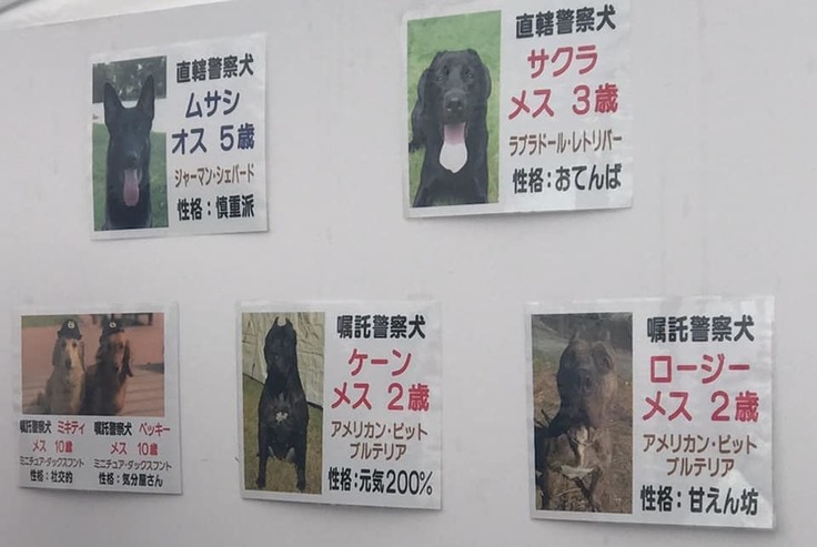 警察犬になれる犬ってご存じですか 復旧支援 被災した熊本の災害救助犬 警察犬訓練拠点を再興 坂本 隆之 08 31 投稿 クラウドファンディング Readyfor レディーフォー