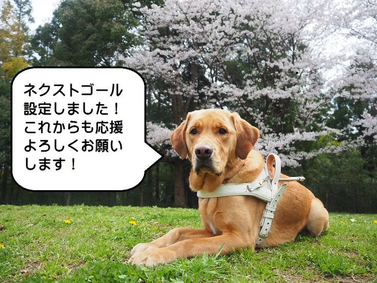 次のゴールをめざして 社会で支える盲導犬 視覚障害者のパートナー犬をもっと身近に 日本ライトハウス 盲導犬訓練所 09 02 投稿 クラウドファンディング Readyfor レディーフォー