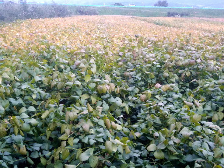 葉っぱが黄色くなりはじめた大豆畑
