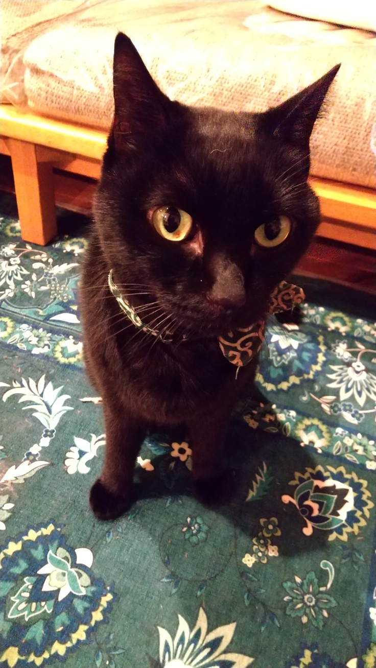 猫伝染性腹膜炎 Fip の黒猫しっぽを助けてください ねころん 神山尚子 11 01 公開 クラウドファンディング Readyfor レディーフォー