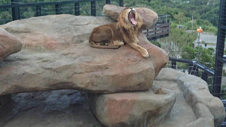 今日の動物たち ライオン アルーシャ 沖縄こどもの国 ゆいま る の心でつなぐ 動物園応援プロジェクト 公益財団法人沖縄こどもの国 11 06 投稿 クラウドファンディング Readyfor