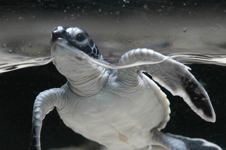 ヨコハマおもしろ水族館のアオウミガメについてのご紹介 楽しく学べる ヨコハマおもしろ水族館 生き物たちからのヘルプ ヨコハマおもしろ水族館 11 15 投稿 クラウドファンディング Readyfor レディーフォー