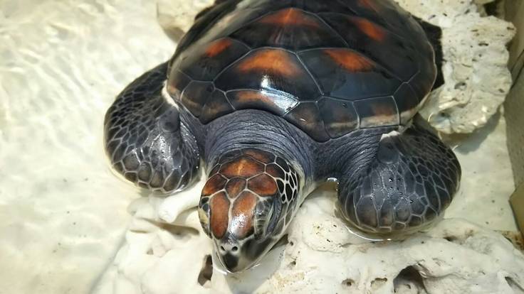 ヨコハマおもしろ水族館のアオウミガメについてのご紹介 楽しく学べる