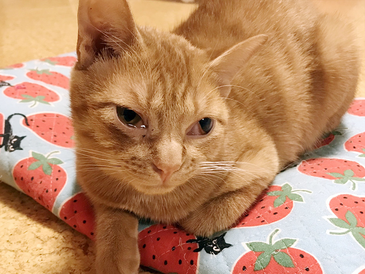 右目がウルウルの翔くん