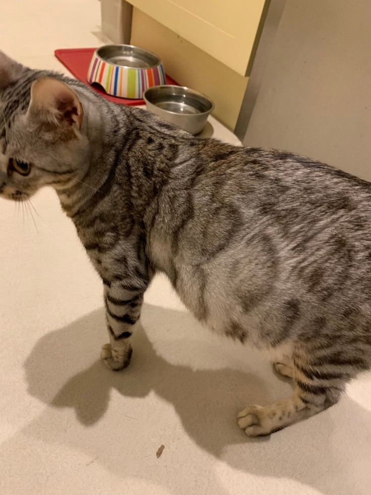 腹水が溜まって辛そうなロイ