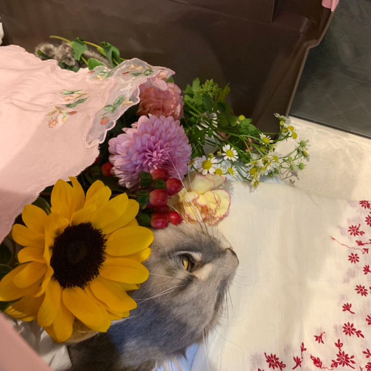 虹の橋を渡ってしまったノル