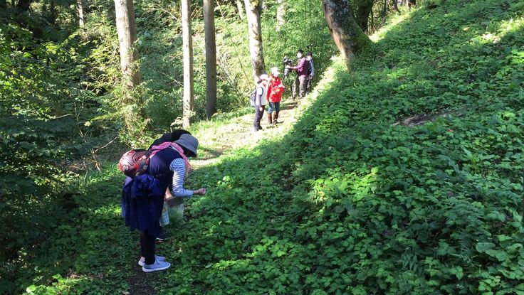 山野草採り