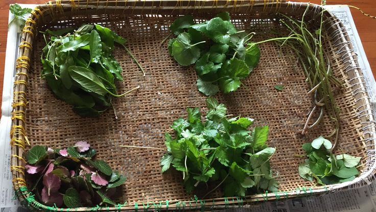 仕訳した山野草たち