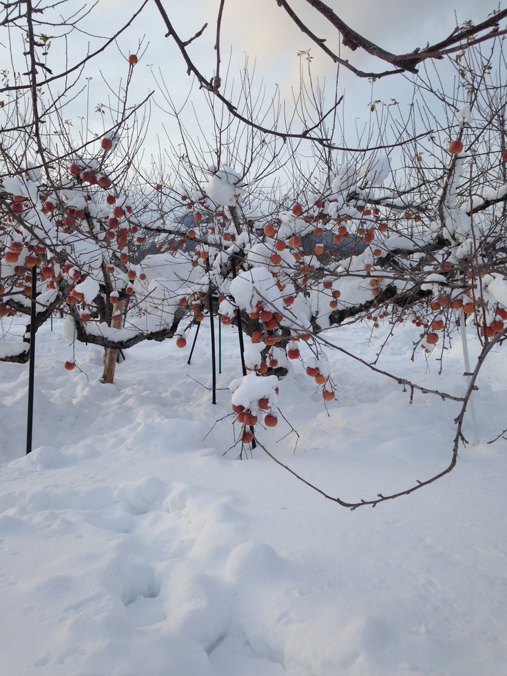 雪の中のリンゴ ※弘前のリンゴ園