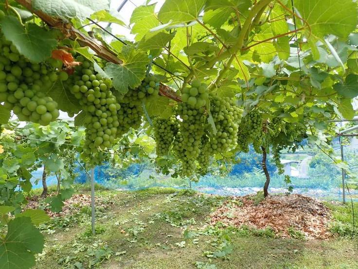 畑になるゲビュルツトラミネール