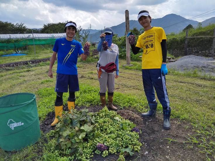 2020年、ピオーネ摘房とゲビュルツ防鳥網掛け作業