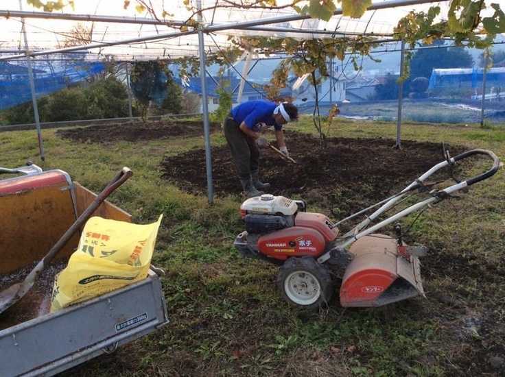 ゲビュルツ、根域制限作業