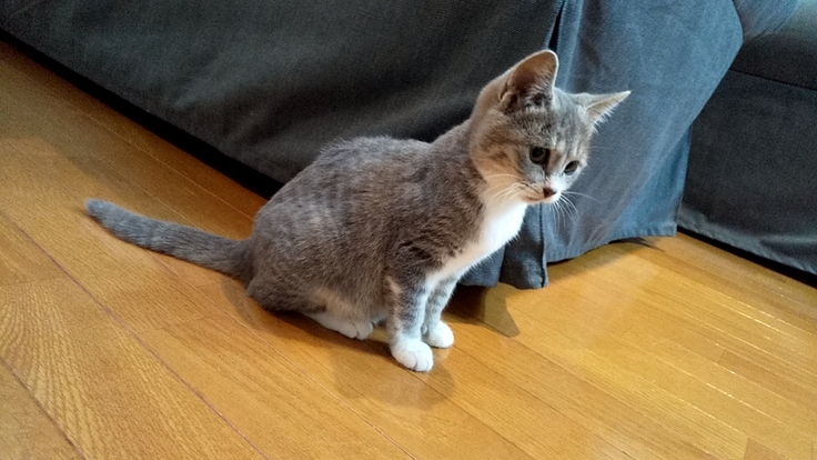 うちに来たばかりの頃、３カ月のミカサ