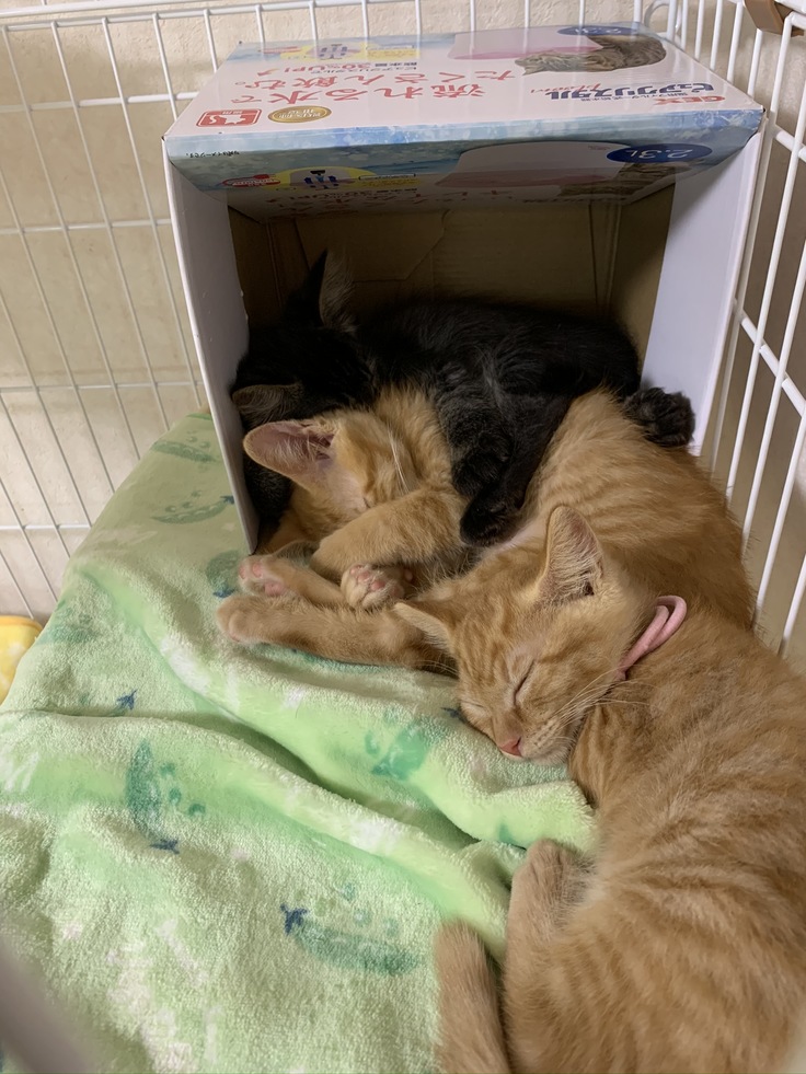 トライアル中の3兄弟