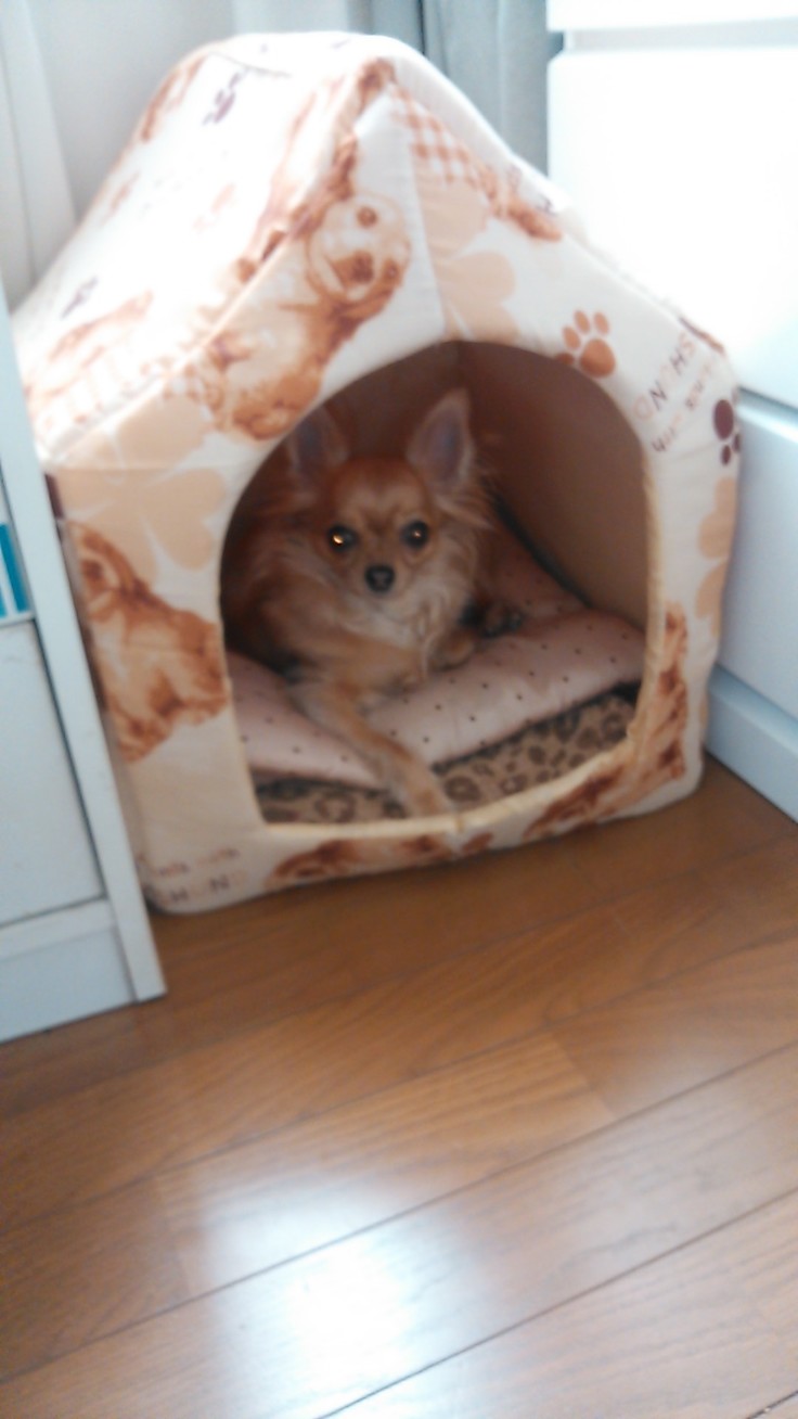 2歳の時にかけがえのない家族になりました