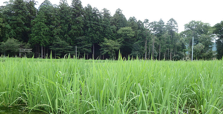 農薬不使用・無添加