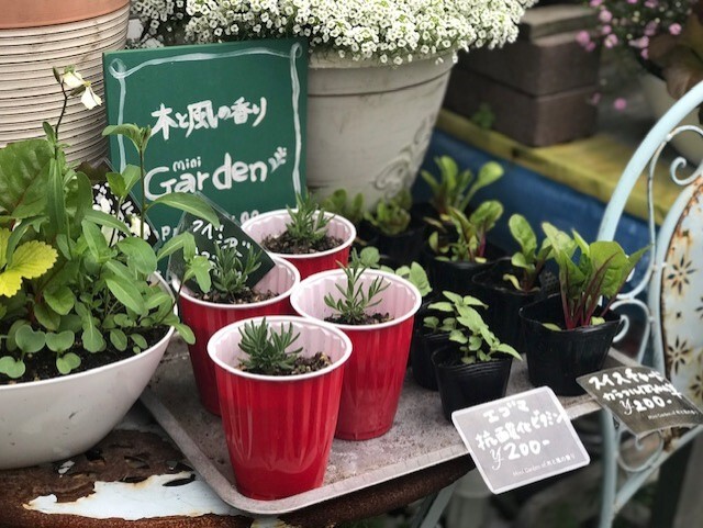 去年子ども食堂の片隅で試験的に販売した苗