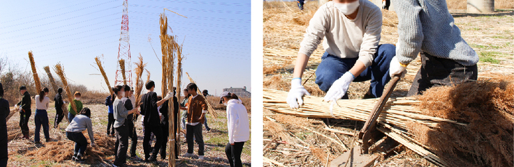 ヨシ刈りの様子