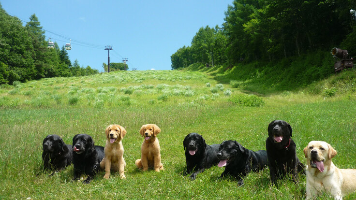 介助犬とその卵たち