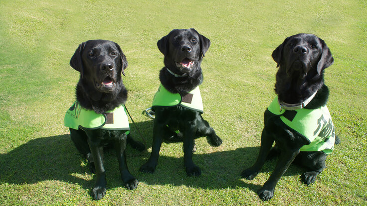 お仕事着を着用した介助犬たち
