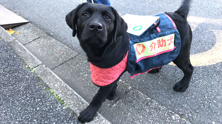 仔犬から訓練