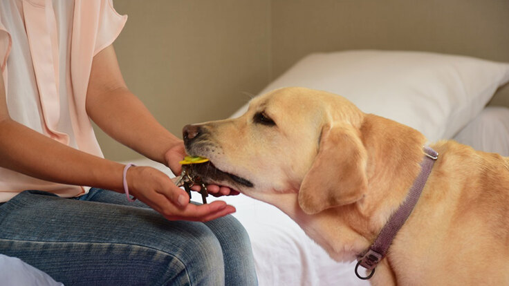 介助犬が鍵を拾う動作