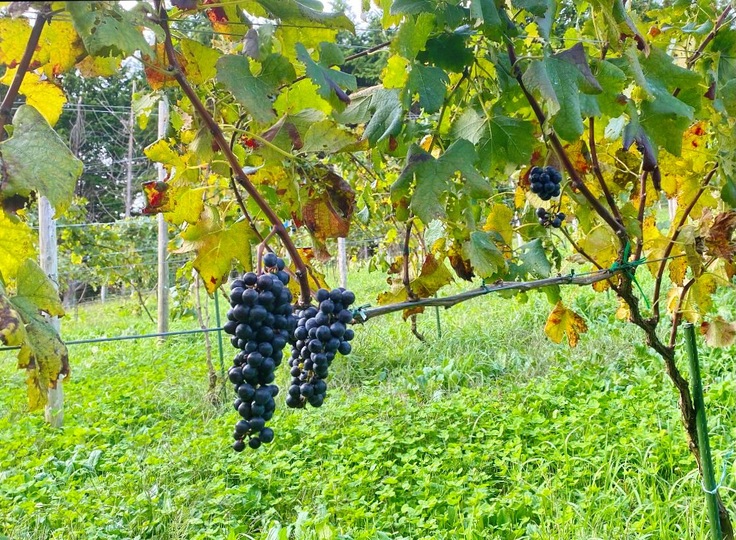 まだまだ成長途中のプライベート田畑けです(^^)