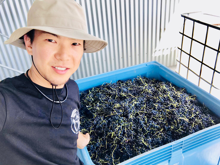 オーストラリア『Smallfry wines』収穫時